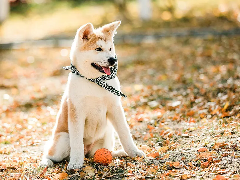 Mainan apa yang bagus untuk anak anjing?