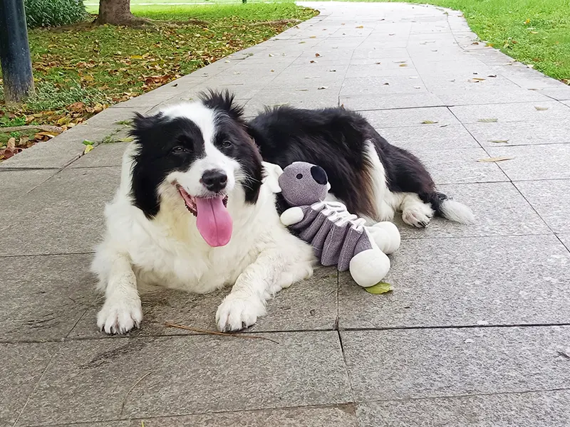 Mengapa anjing menyukai boneka binatang?