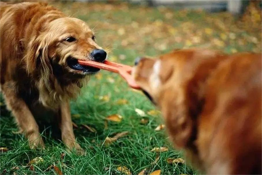 Mengelola dan Mencegah Agresi Mainan Anjing di Kalangan Anjing