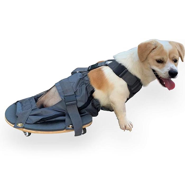 Pet Pet Paralysis Scooter - alat penting untuk pemilik hewan peliharaan